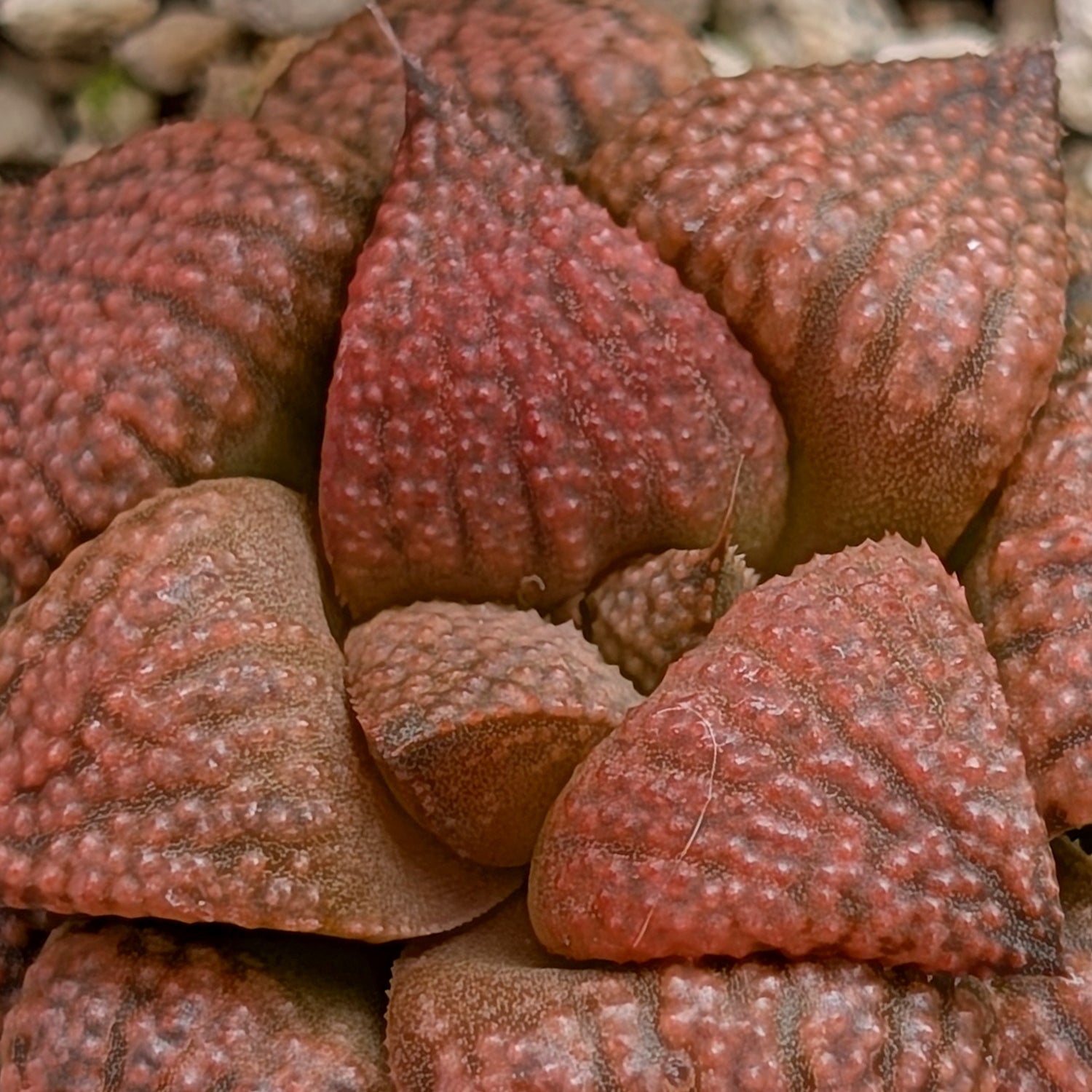 Haworthia  hybrid series PP573 #7