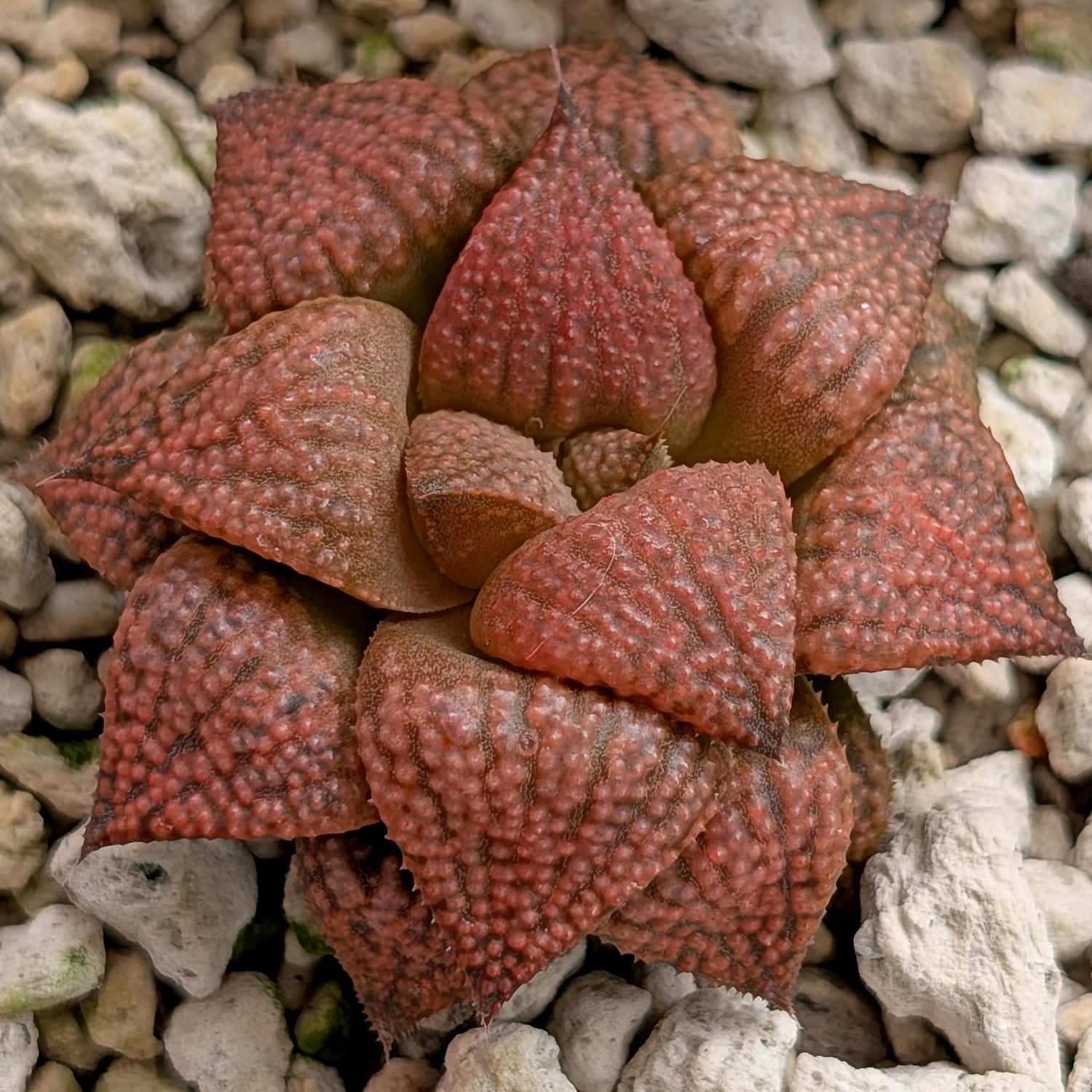 Haworthia  hybrid series PP573 #7