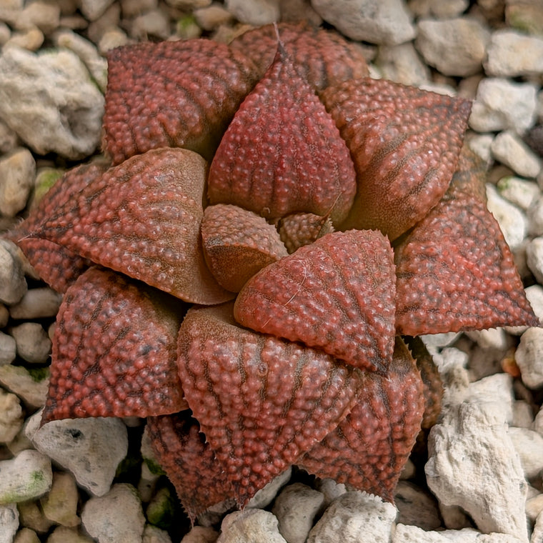 Haworthia  hybrid series PP573 #7