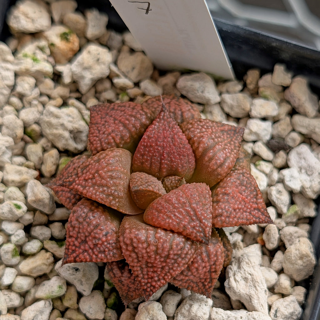 Haworthia  hybrid series PP573 #7