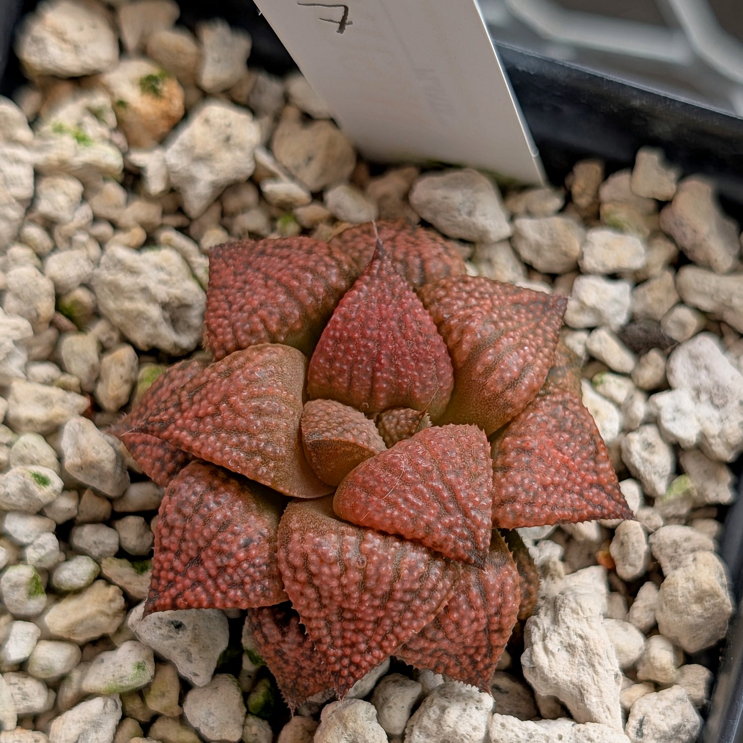 Haworthia  hybrid series PP573 #7