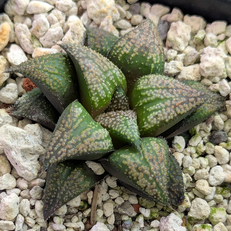 Haworthia PP611 hybrid series #7
