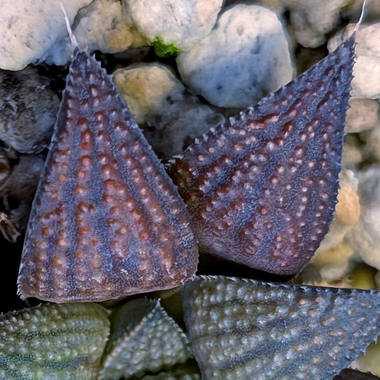 Haworthia  hybrid series PP645 #7
