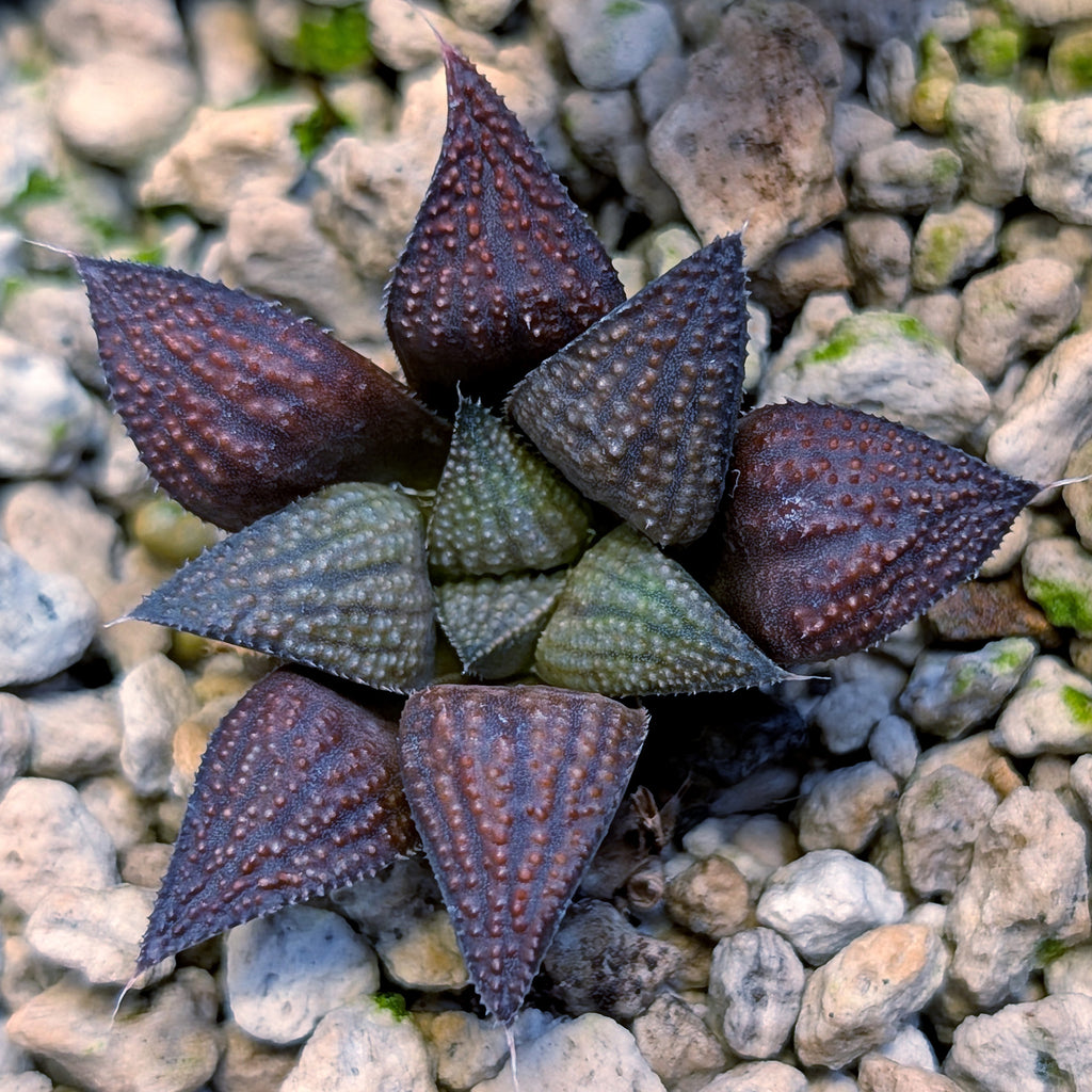 Haworthia  hybrid series PP645 #7