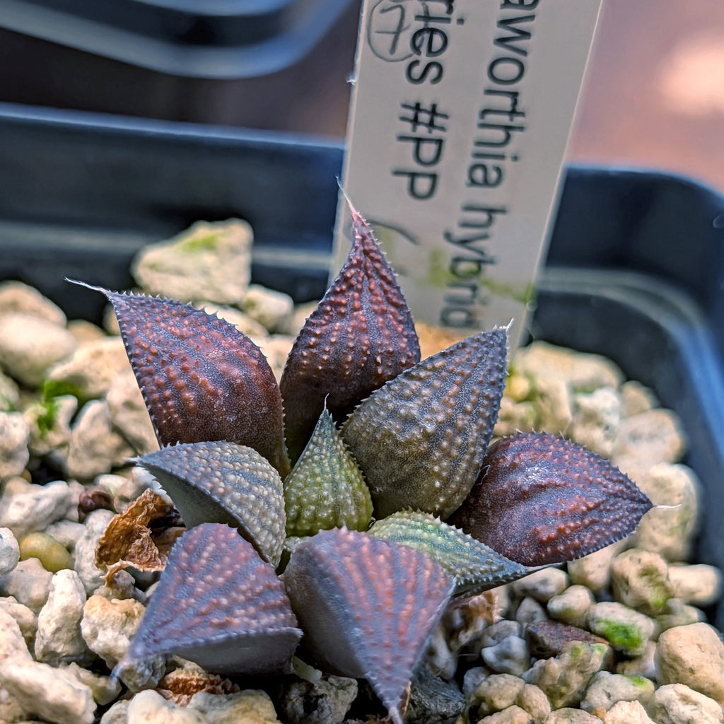 Haworthia  hybrid series PP645 #7