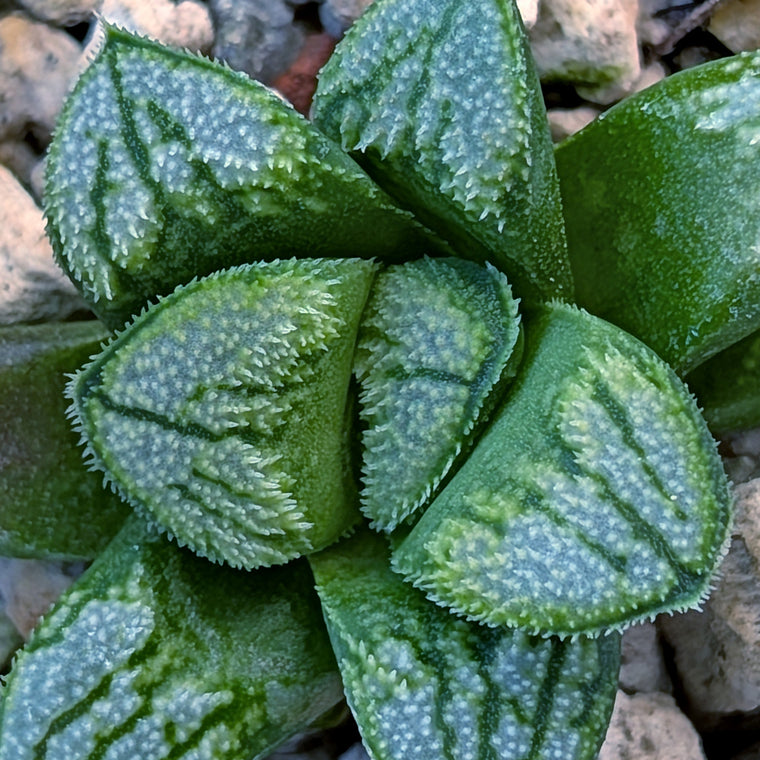 Haworthia PP680 hybrid series #7