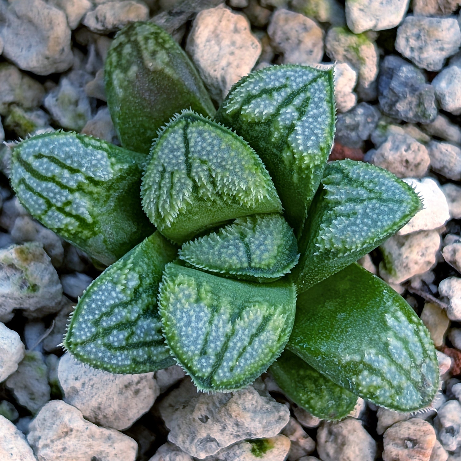 Haworthia PP680 hybrid series #7