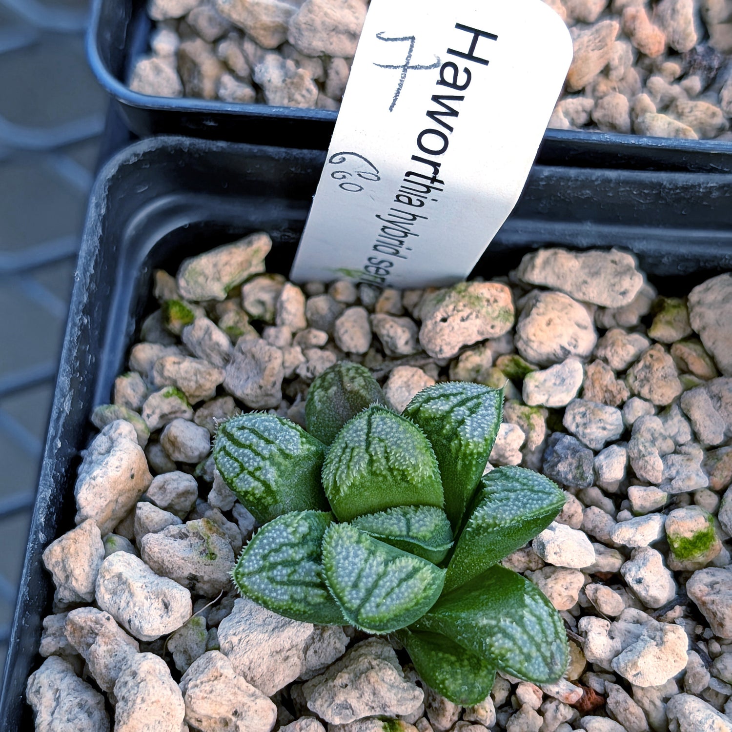 Haworthia PP680 hybrid series #7