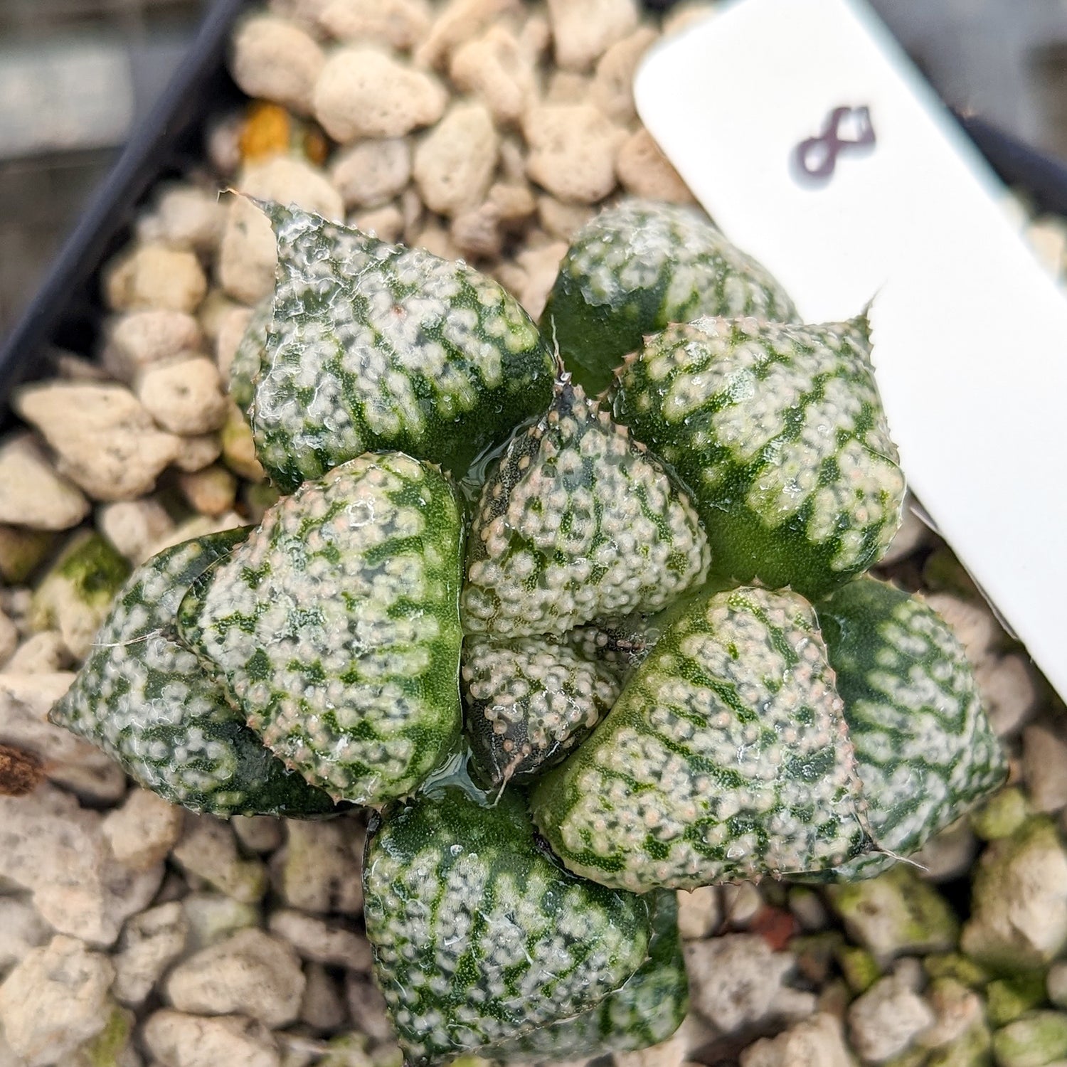 Haworthia "PP331" picta x Empress hybrid series #8 SOLD OUT