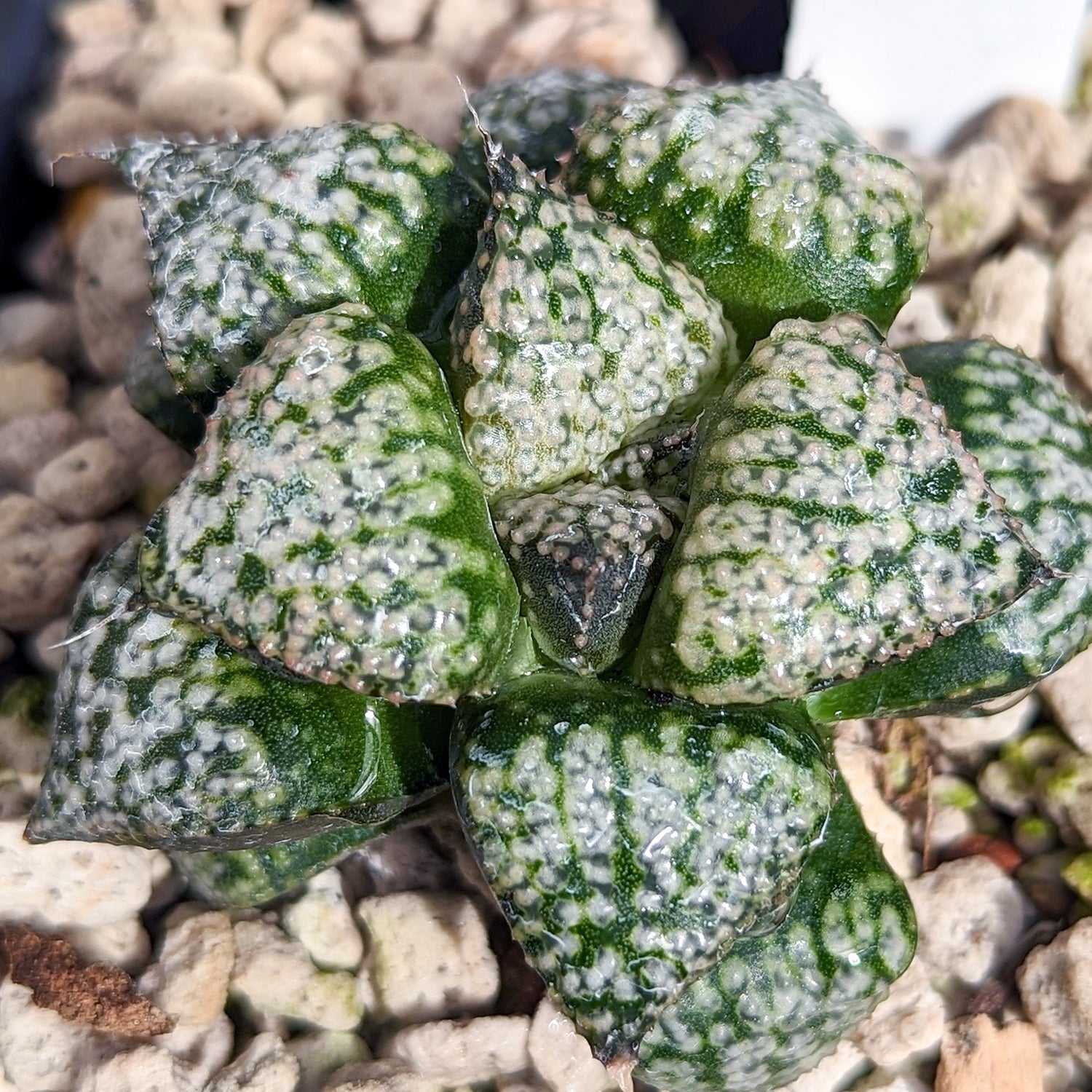 Haworthia "PP331" picta x Empress hybrid series #8 SOLD OUT