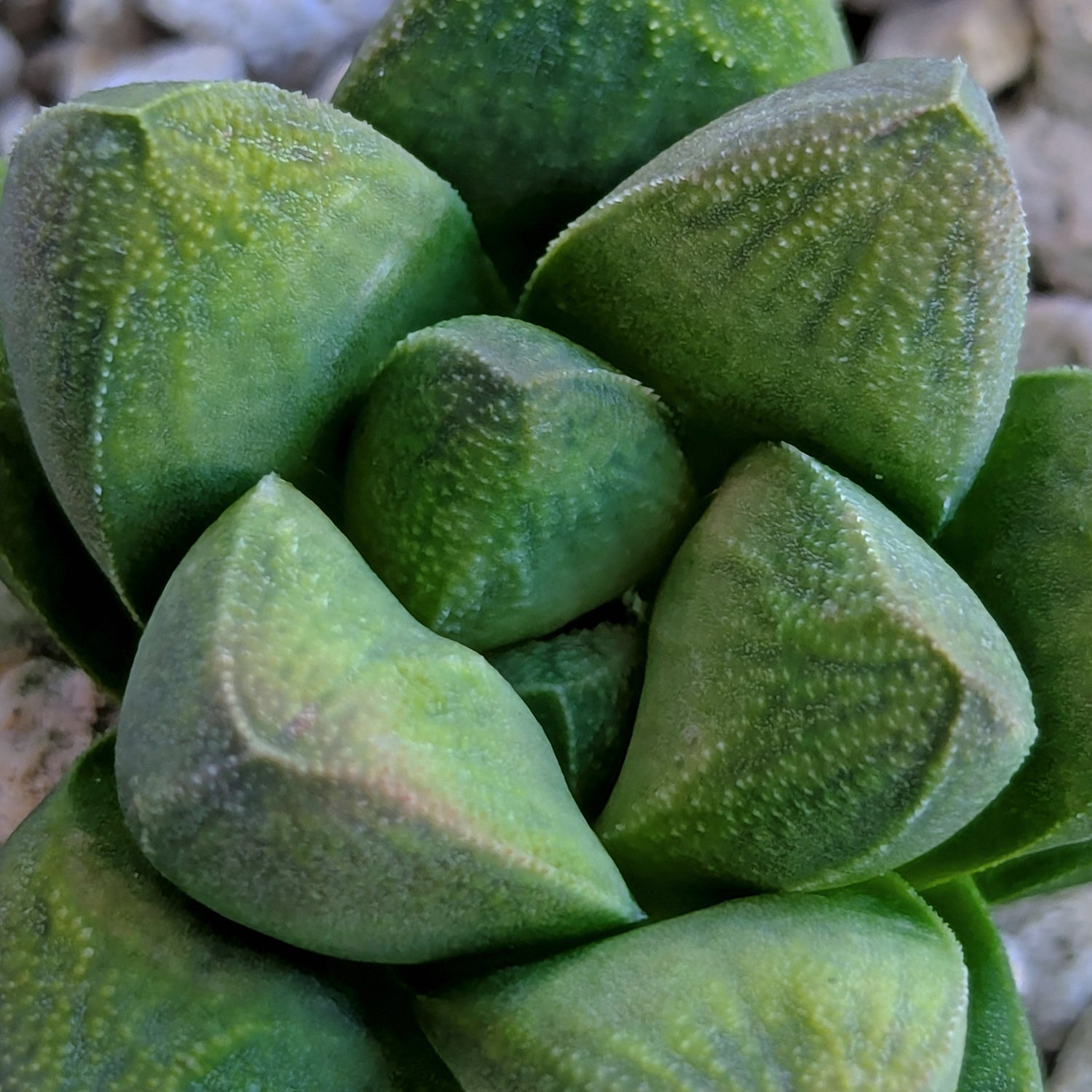 Haworthia PP576 hybrid series #8