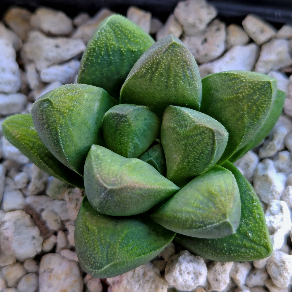 Haworthia PP576 hybrid series #8