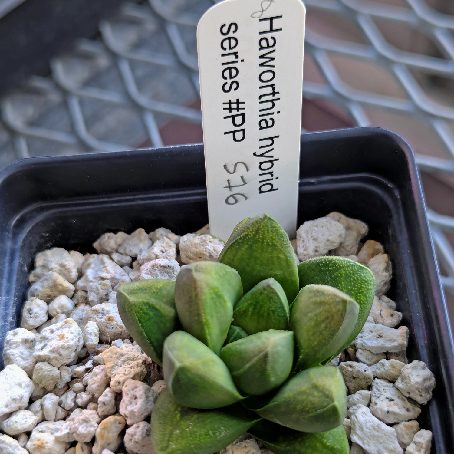 Haworthia PP576 hybrid series #8