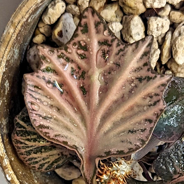 Euphorbia francoisii #8