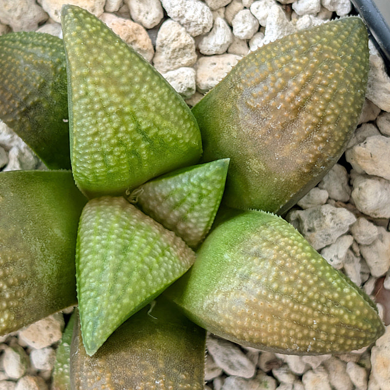 Haworthia PP619 hybrid series #8
