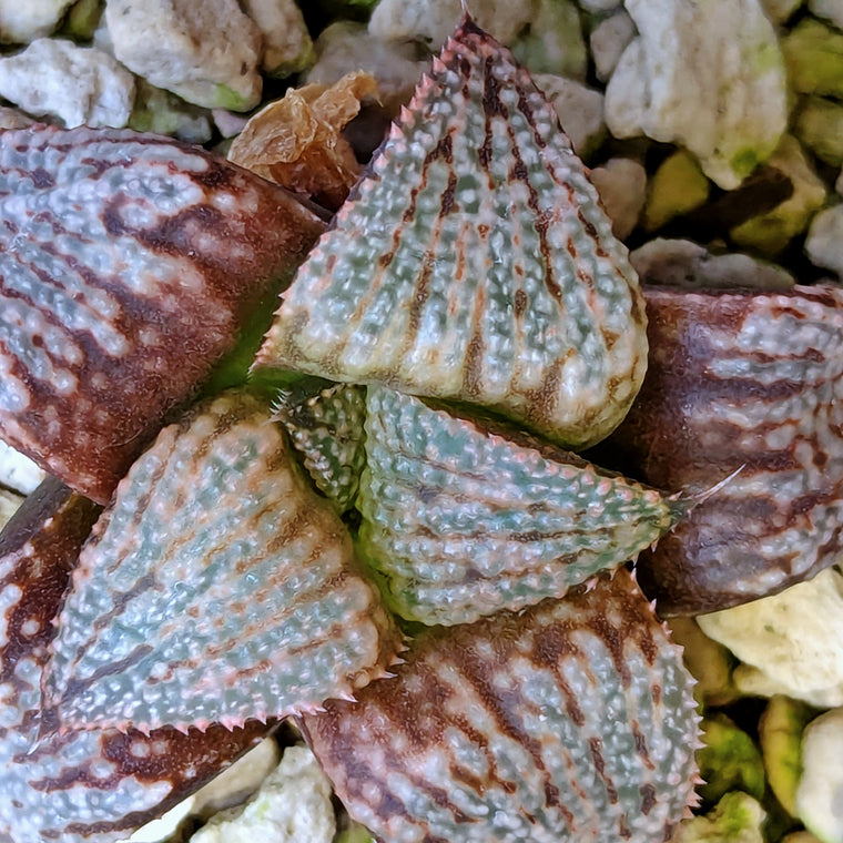 Haworthia 