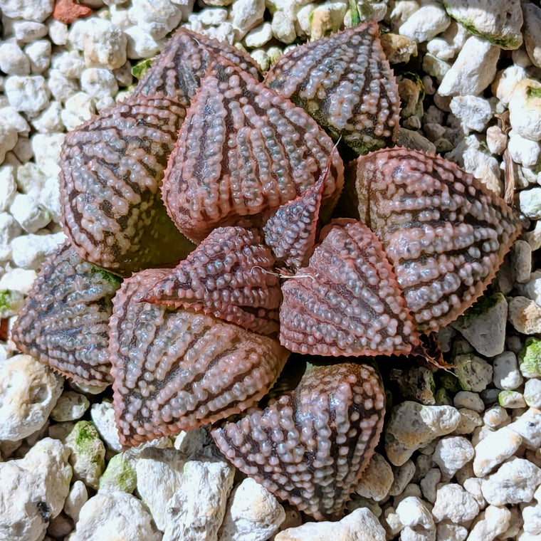 Haworthia PP614 hybrid series #8