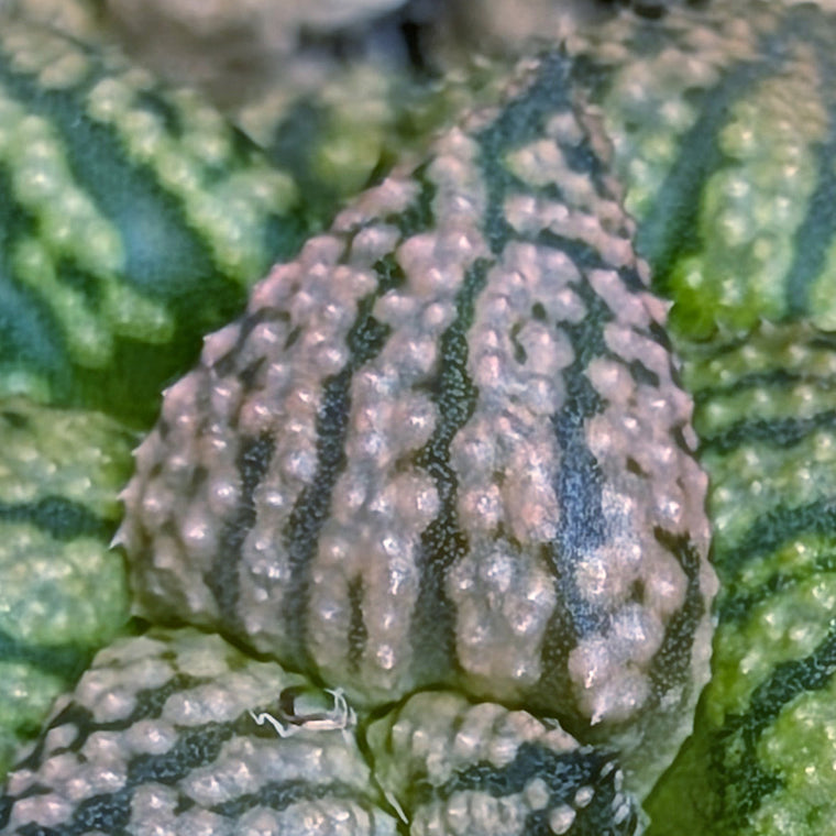 Haworthia hybrid series PP573 #8