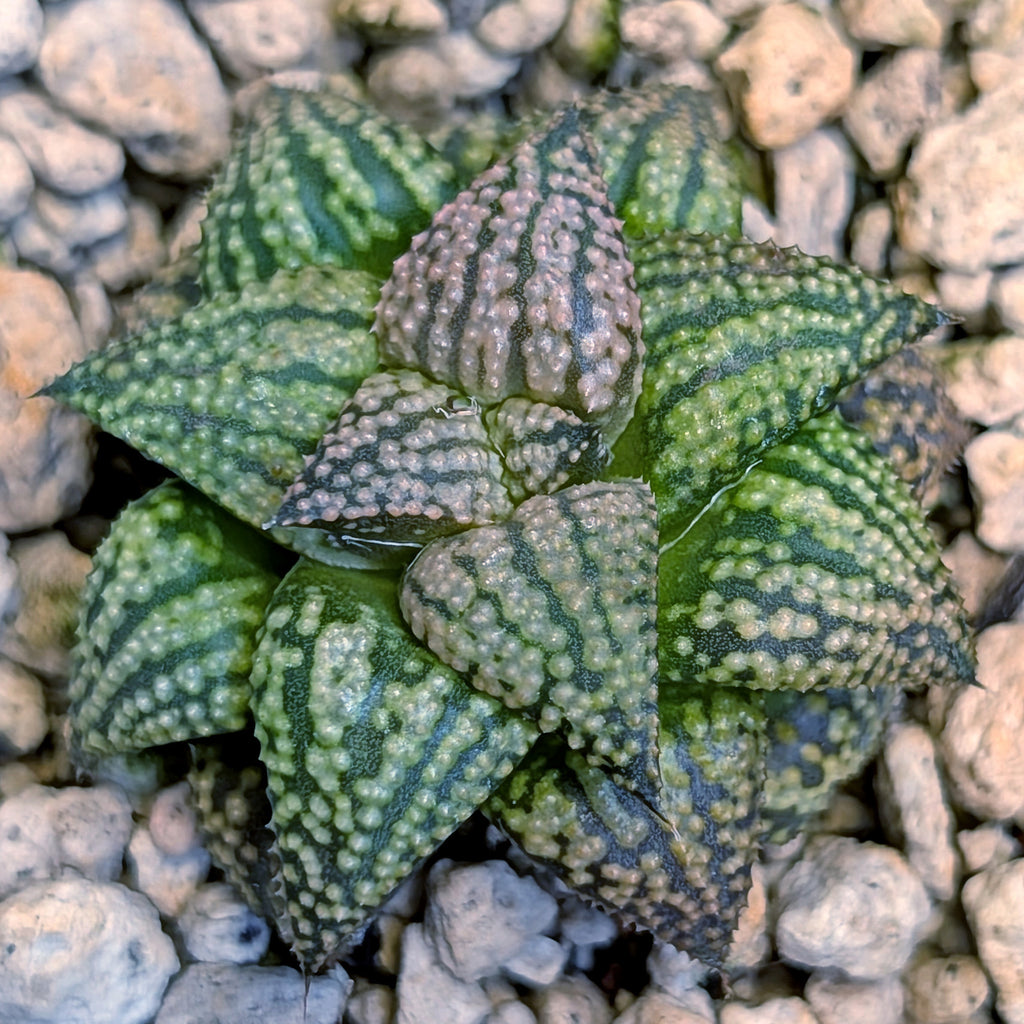 Haworthia hybrid series PP573 #8