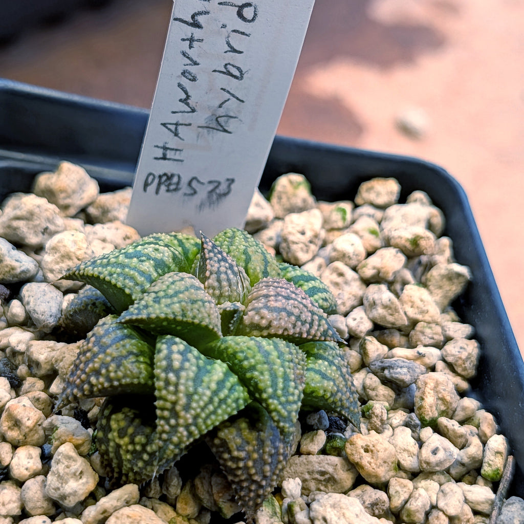 Haworthia hybrid series PP573 #8