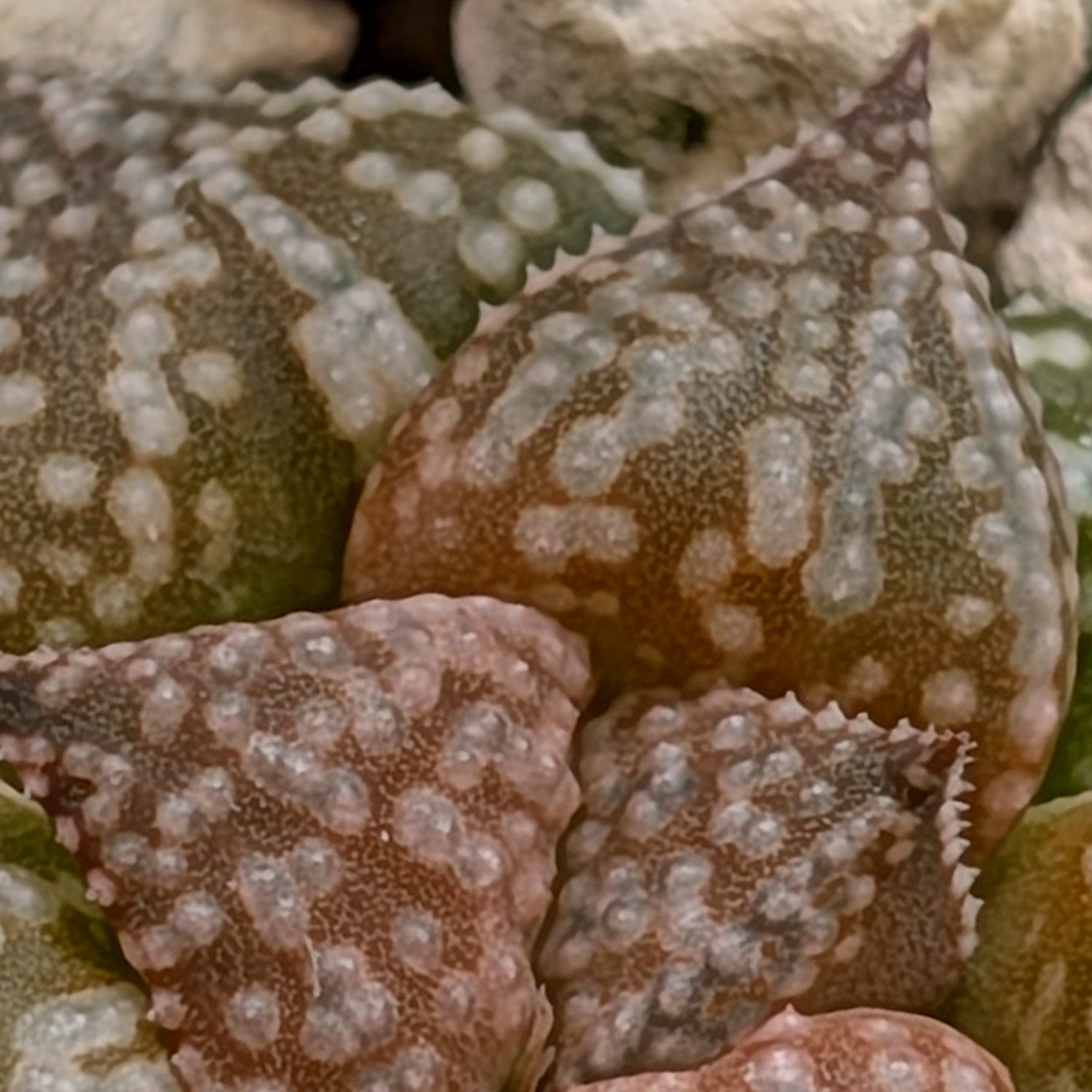 Haworthia  hybrid series PP573 #8