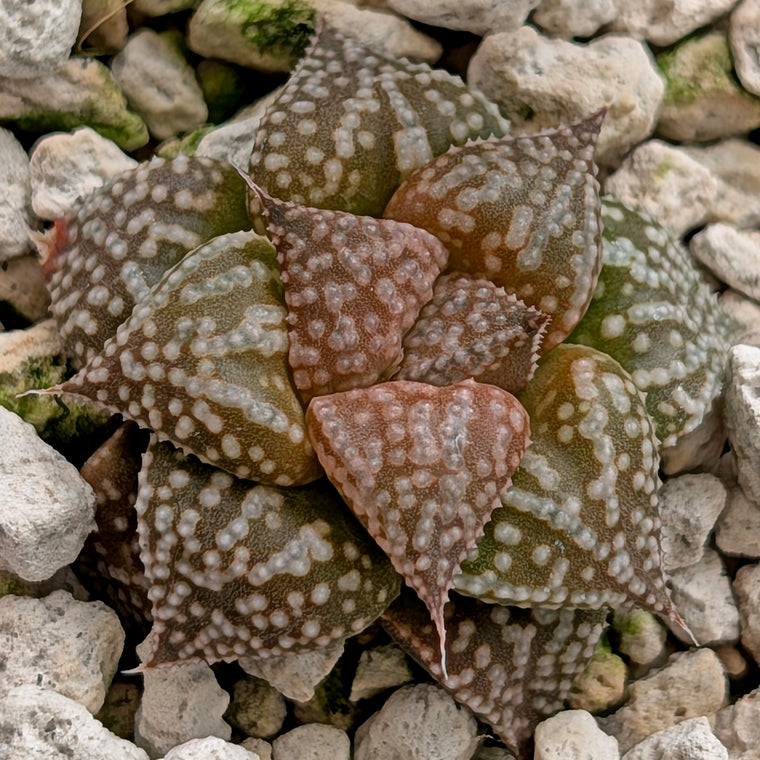 Haworthia  hybrid series PP573 #8