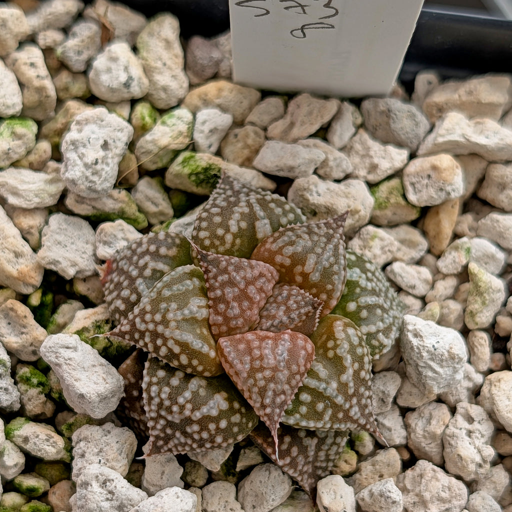 Haworthia  hybrid series PP573 #8