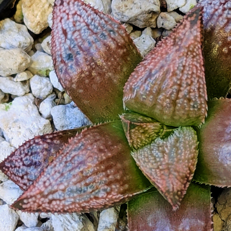 Haworthia  hybrid series PP584 #8