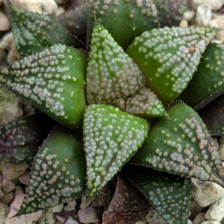 Haworthia PP611 hybrid series #8