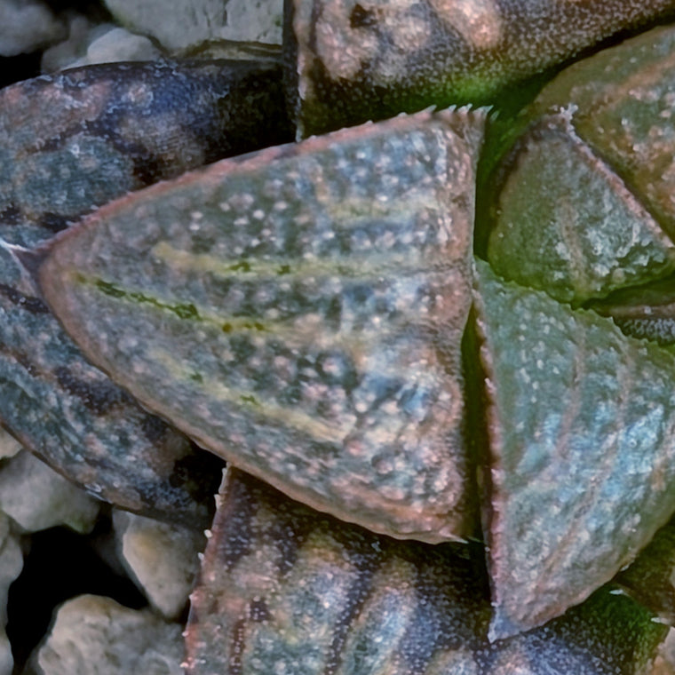 Haworthia PP672 hybrid series #8