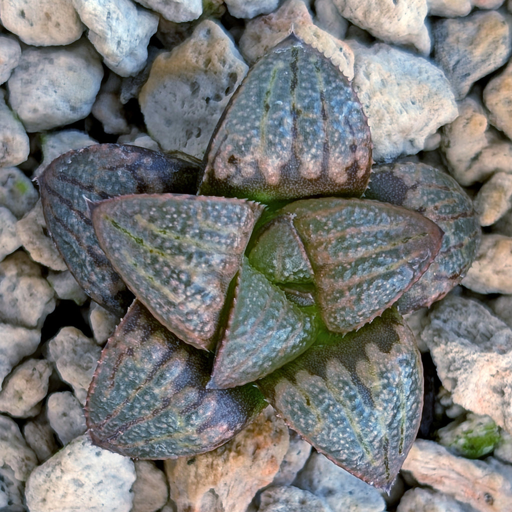 Haworthia PP672 hybrid series #8