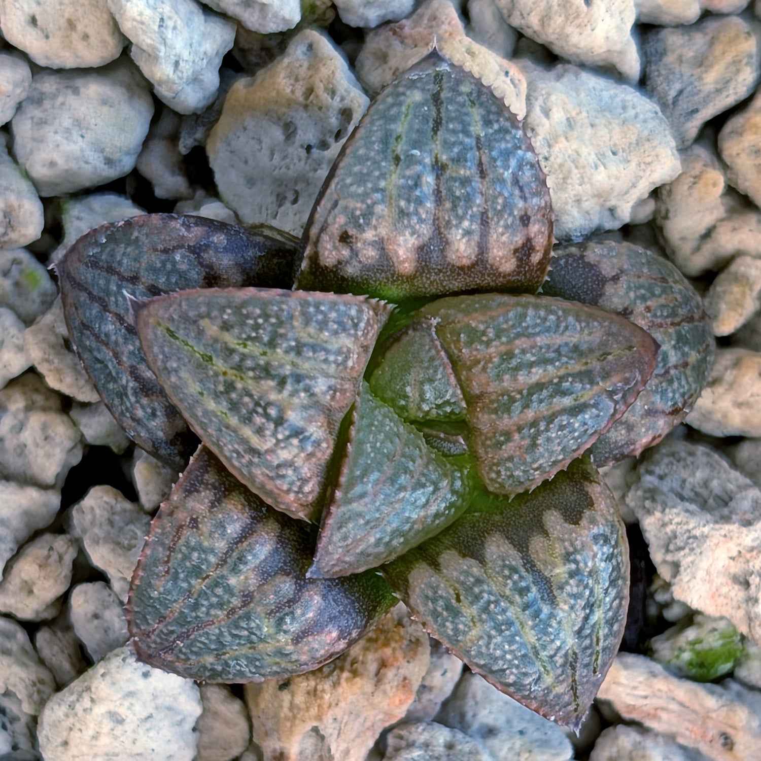 Haworthia PP672 hybrid series #8