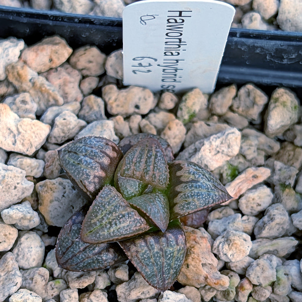 Haworthia PP672 hybrid series #8