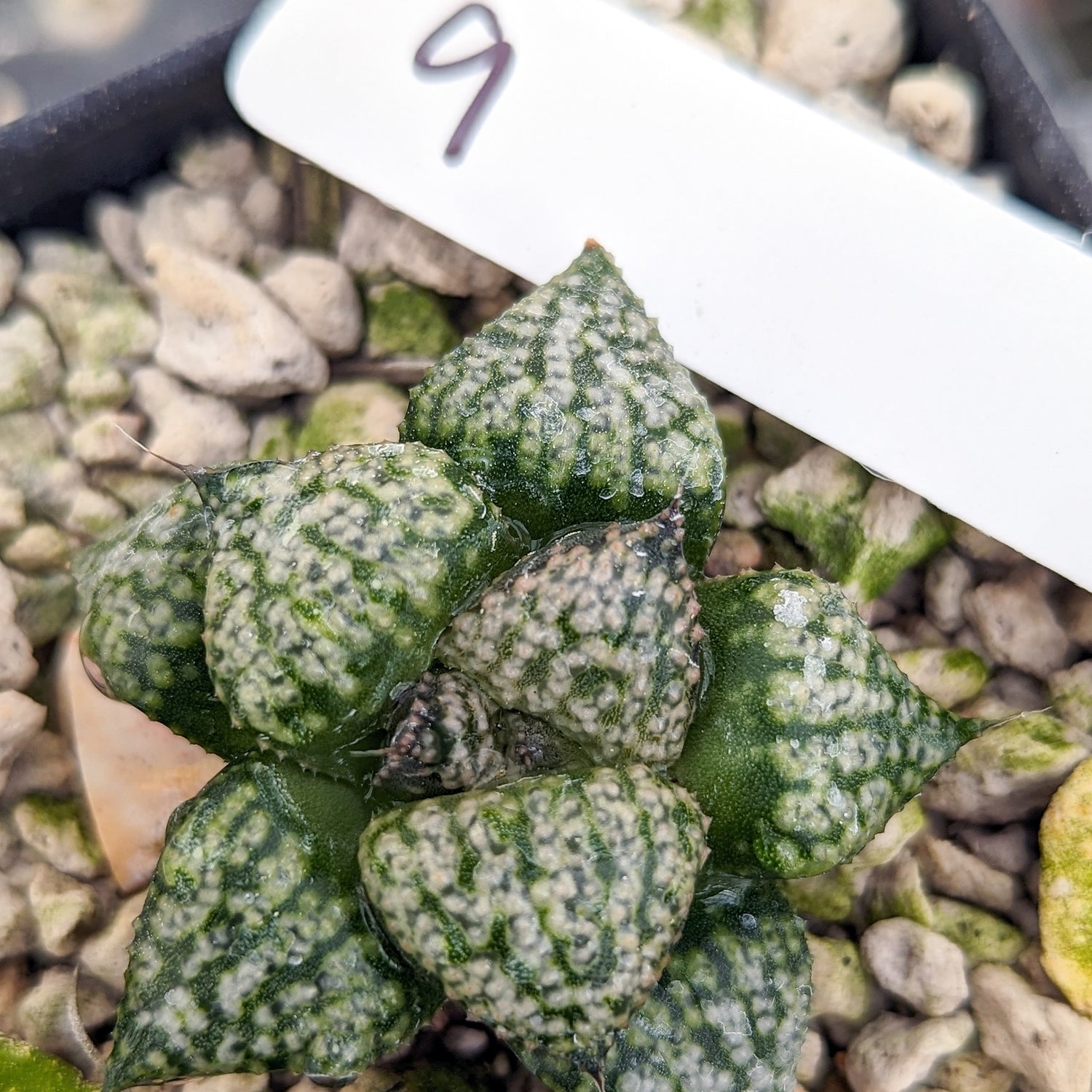 Haworthia "PP331" picta x Empress hybrid series #9 SOLD OUT