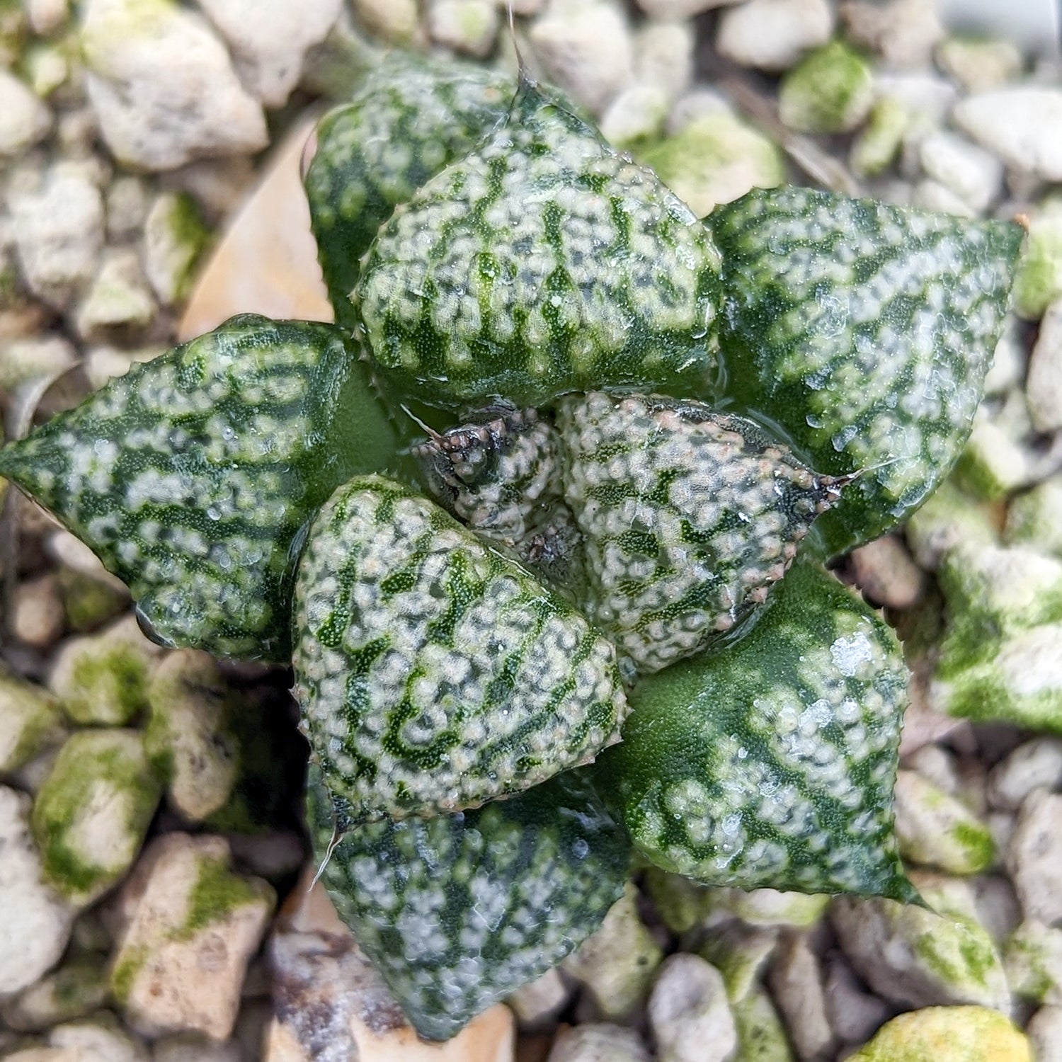 Haworthia "PP331" picta x Empress hybrid series #9 SOLD OUT