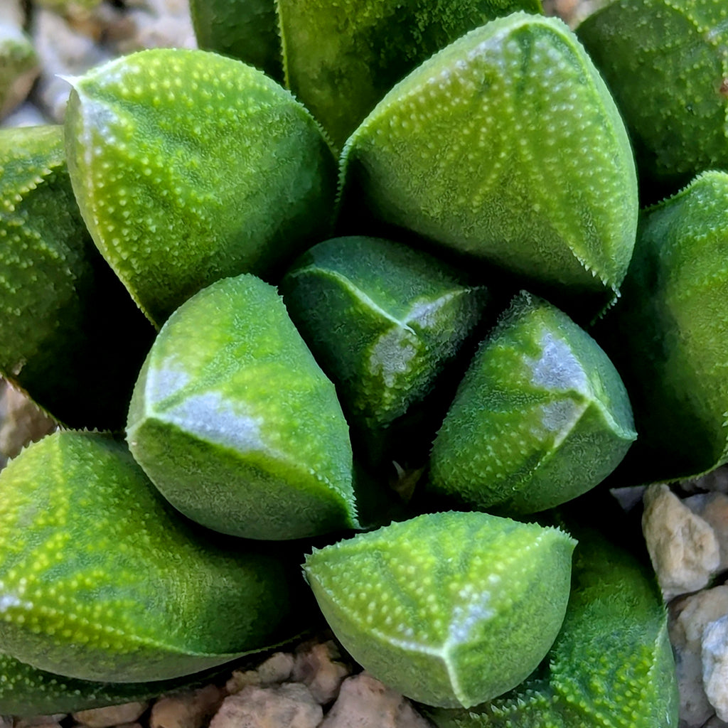 Haworthia PP576 hybrid series #9
