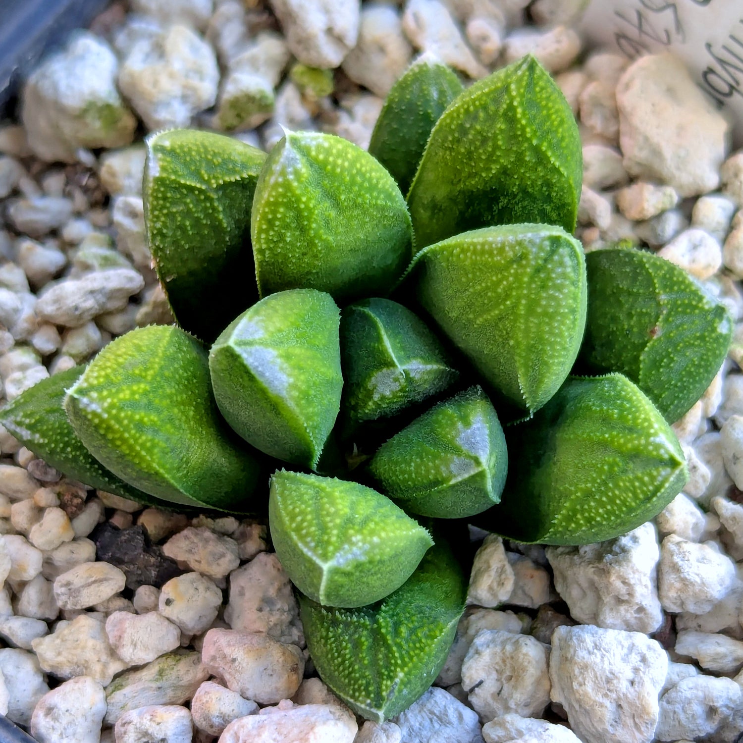 Haworthia PP576 hybrid series #9