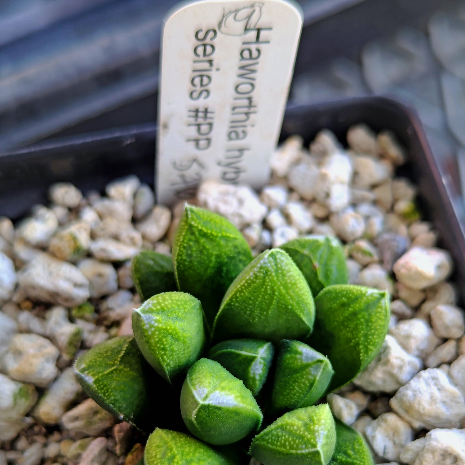 Haworthia PP576 hybrid series #9