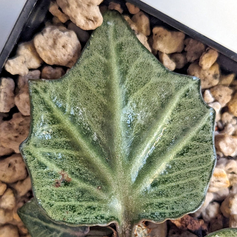 Euphorbia francoisii #9