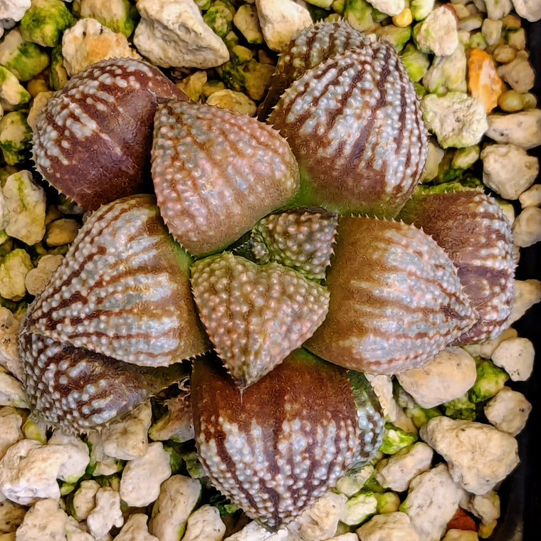 Haworthia 