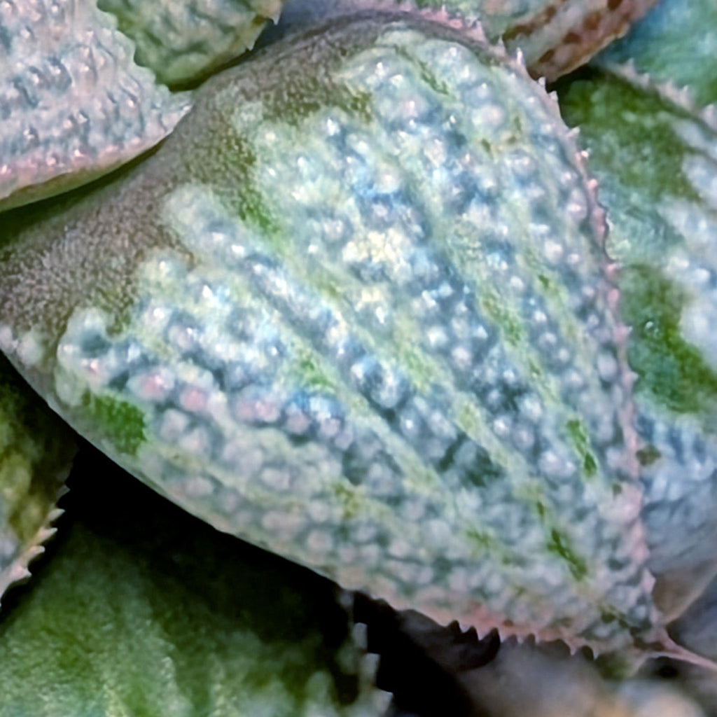 Haworthia hybrid series PP203 #9