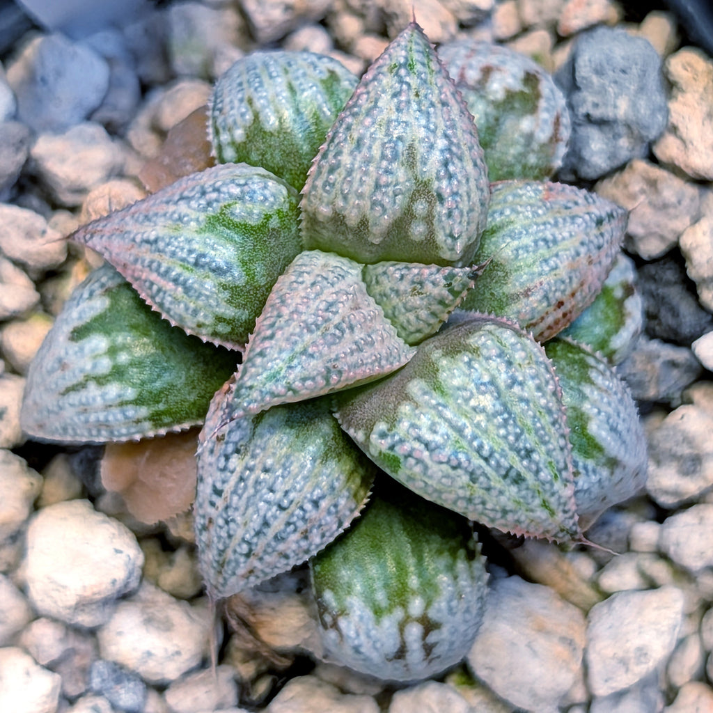 Haworthia hybrid series PP203 #9