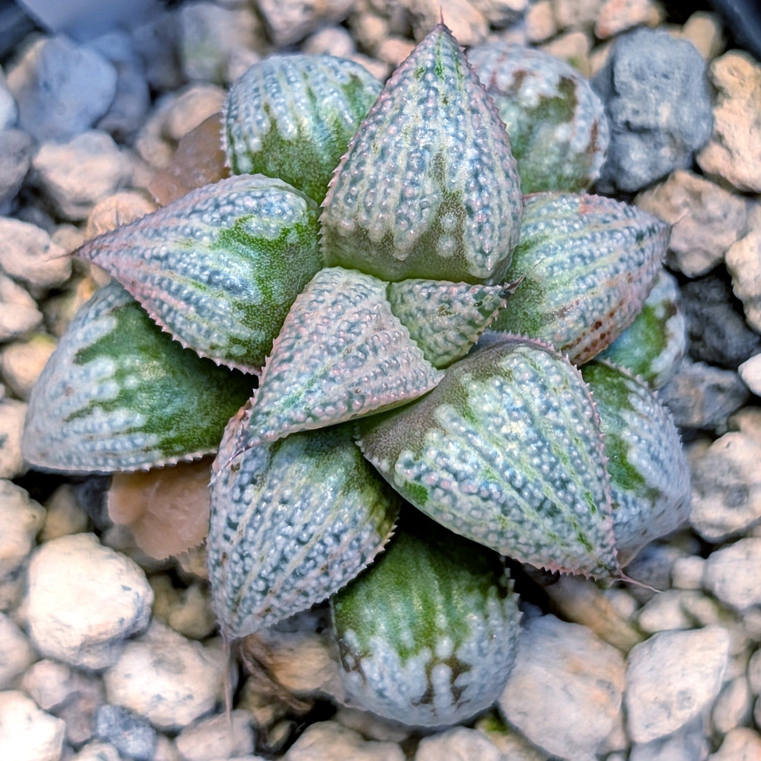 Haworthia hybrid series PP203 #9