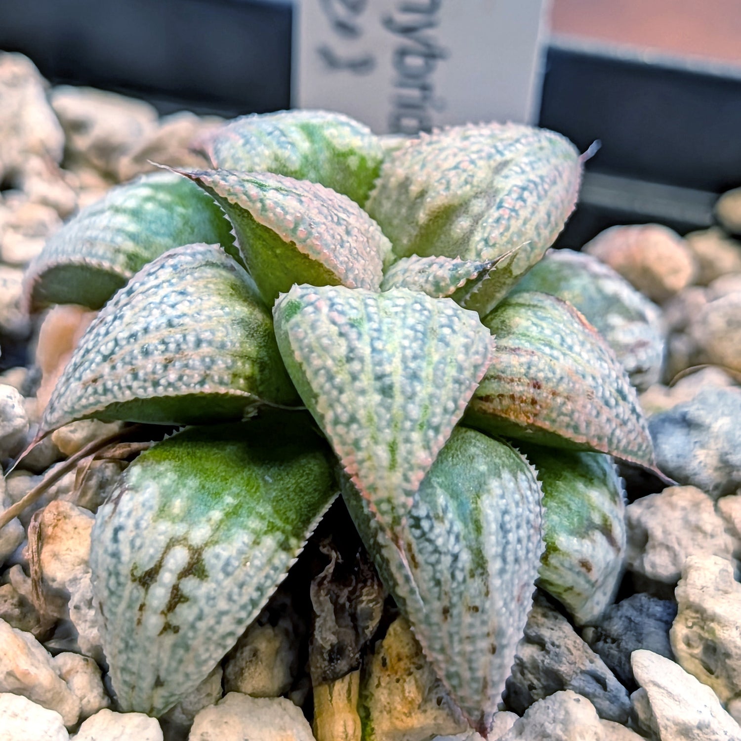 Haworthia hybrid series PP203 #9