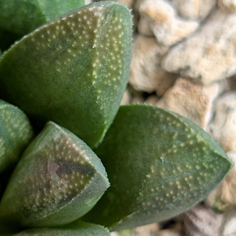 Haworthia PP576 hybrid series #9