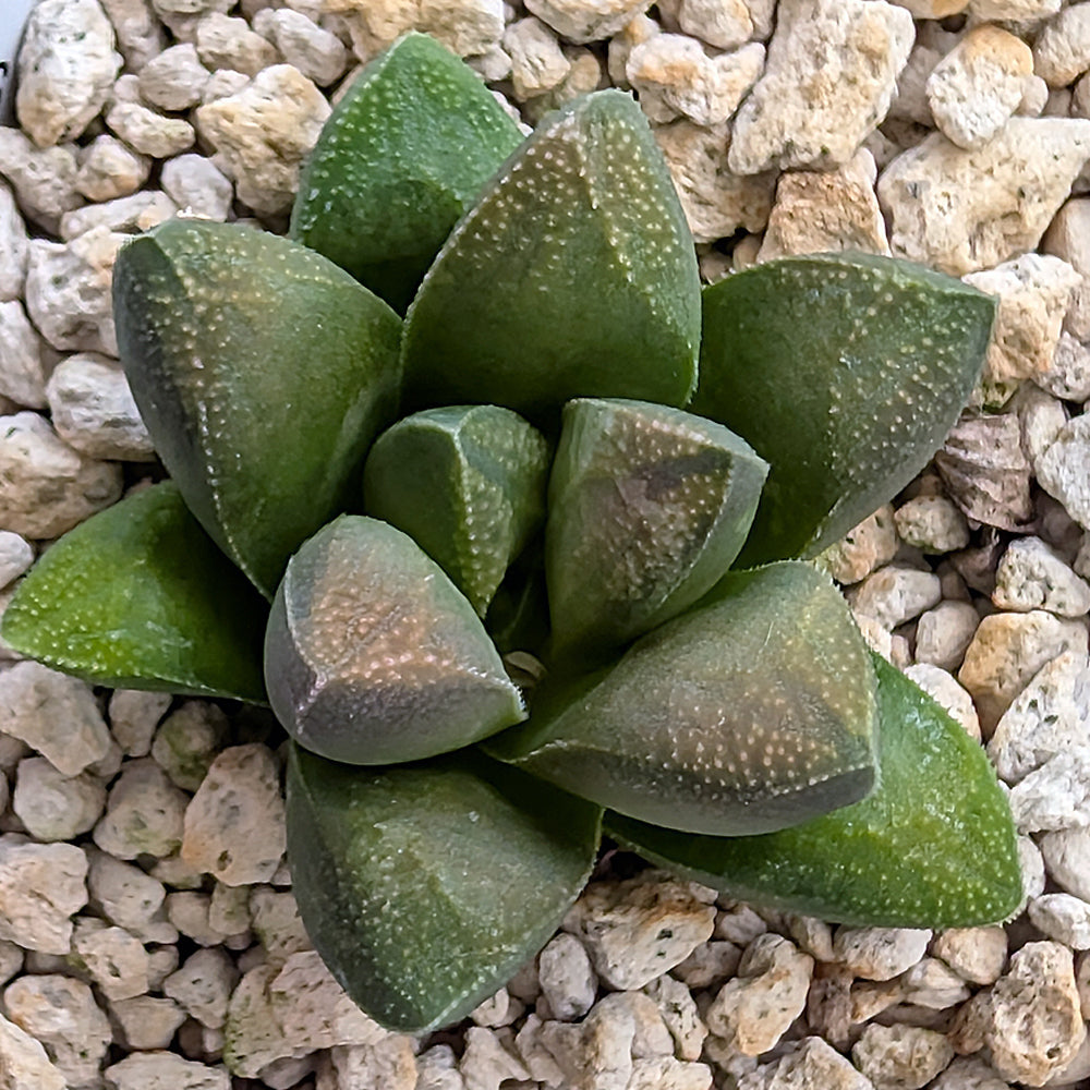 Haworthia PP576 hybrid series #9