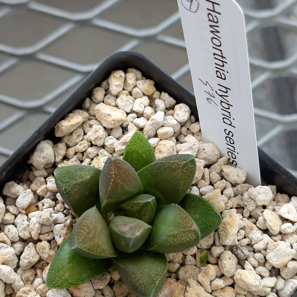 Haworthia PP576 hybrid series #9