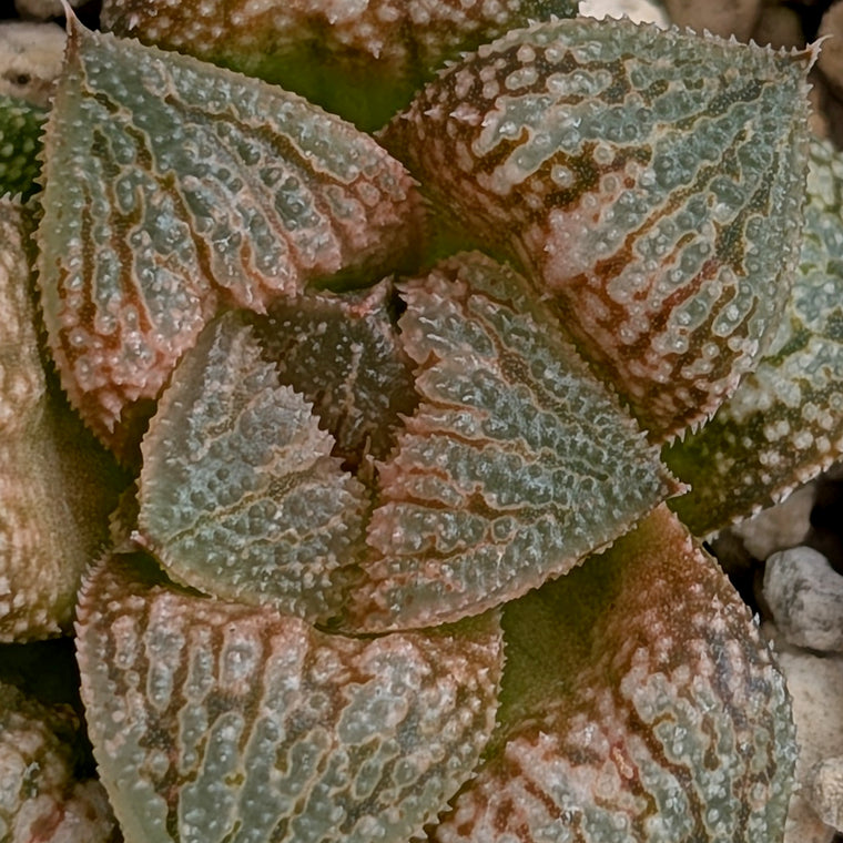 Haworthia  hybrid series PP586 #9