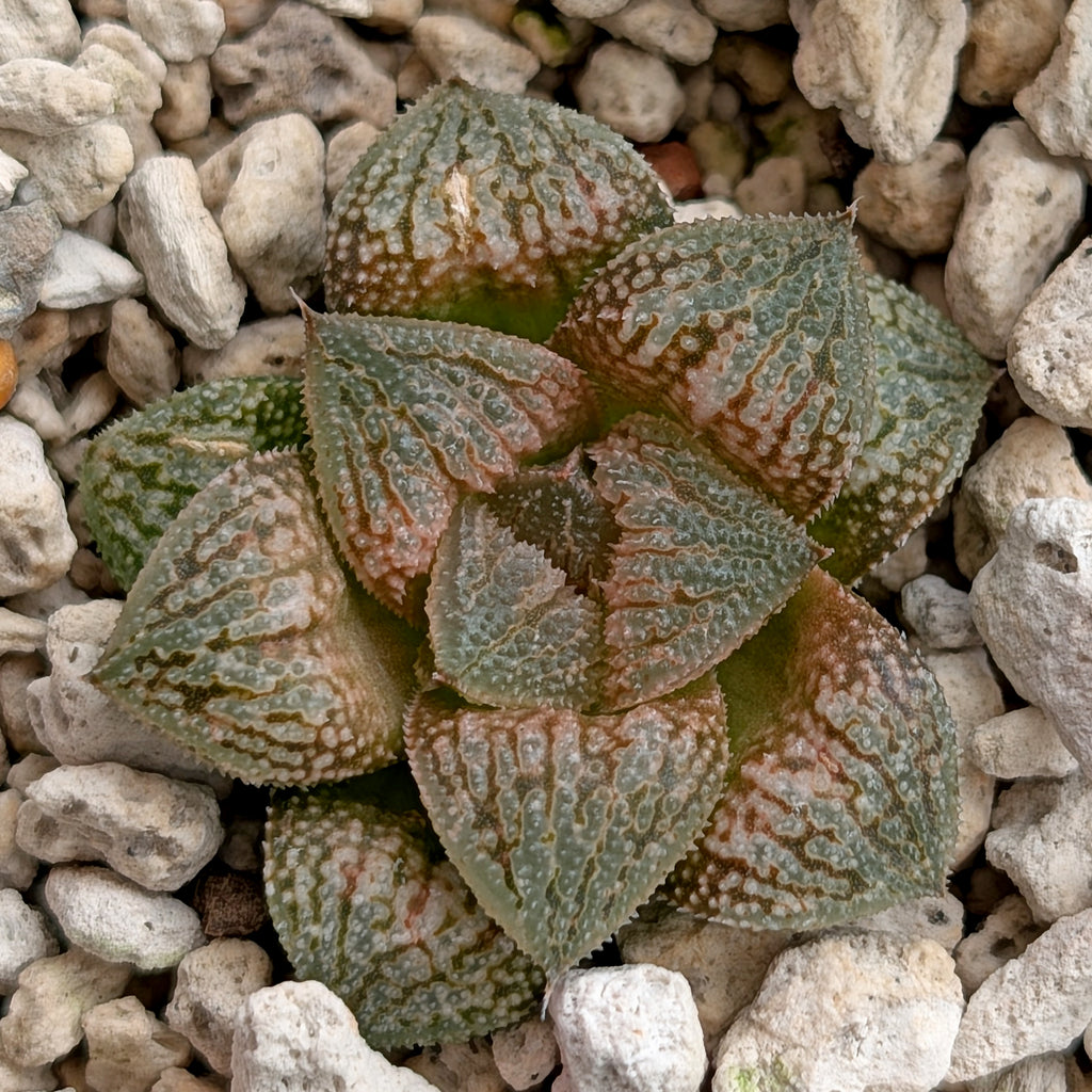 Haworthia  hybrid series PP586 #9