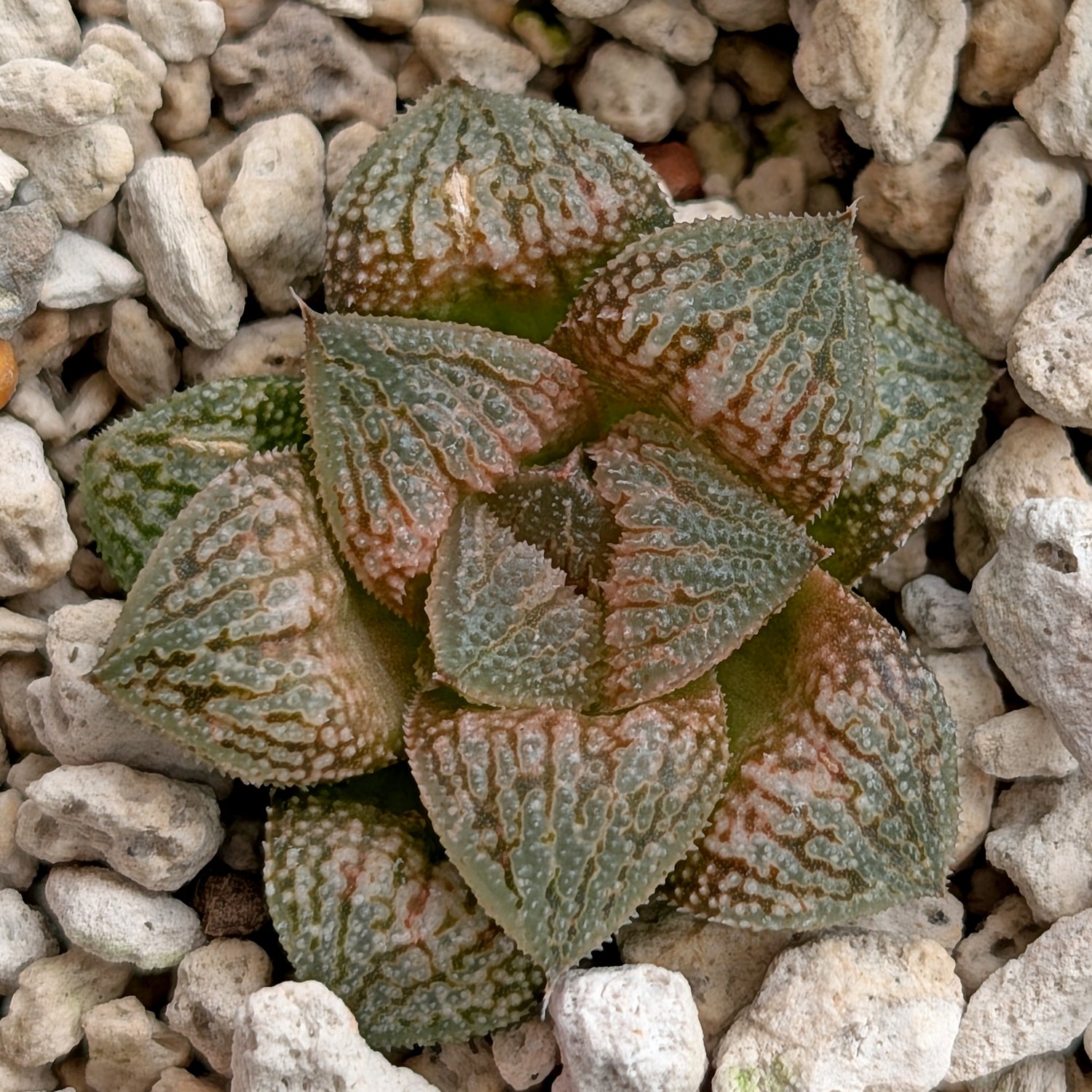 Haworthia  hybrid series PP586 #9